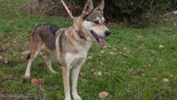 Επίθεση σκύλου σε 8χρονο και στην Πτολεμαΐδα