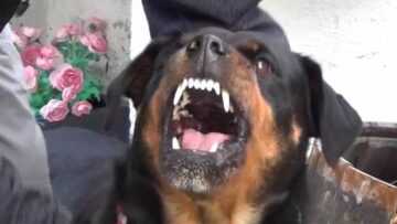 Κοζάνη: Θρήνος για τον 5χρονο, οργή για τον ιδιοκτήτη των ροτβάιλερ