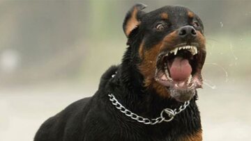 Δέκα ροτβάιλερ είχε ο ιδιοκτήτης των σκύλων που δολοφόνησαν τον 5χρονο