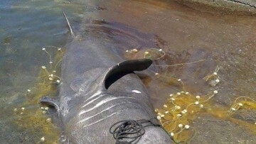 Φωτογραφία: Έπιασαν καρχαρία 7,5 μέτρων στη Λέσβο! 