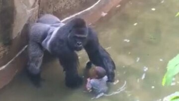 To βίντεο που αποδεικνύει γιατί ο γορίλας Χαράμπε δεν έπρεπε να θανατωθεί