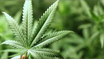 Προτού καν λιώσουν οι πάγοι, οι πρόγονοί μας έκαναν χρήση κάνναβης