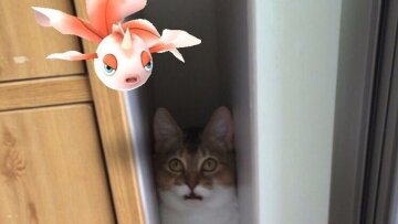 Στην Ιαπωνία νομίζουν ότι τα κατοικίδιά τους βλέπουν τα Pokemon! (pics)