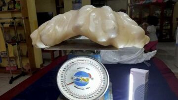 Φωτογραφία: Αυτό είναι το μεγαλύτερο μαργαριτάρι στον κόσμο