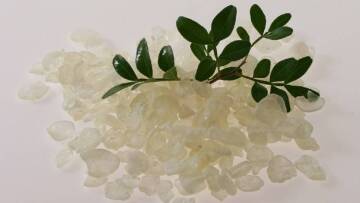 Η μαστίχα μειώνει χοληστερίνη και ζάχαρο