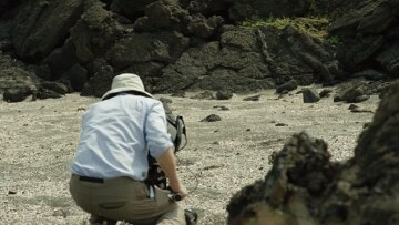 Το βίντεο που δεν έδειξε το BBC από τη μάχη της επιβίωσης του ιγκουάνα απέναντι στην «αγέλη» φιδιών