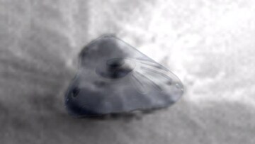 Φωτογραφίες: Κυνηγοί UFO ισχυρίζονται ότι βρήκαν εξωγήινο διαστημόπλοιο στον Άρη