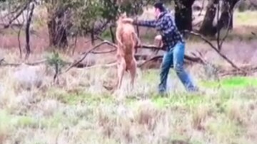 Απίστευτο βίντεο: Παίζει μποξ με... καγκουρό για να σώσει τον σκύλο του