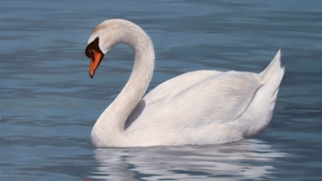 Νεκρός κύκνος στο Δέλτα του Έβρου από τον ιό της γρίπης των πτηνών 