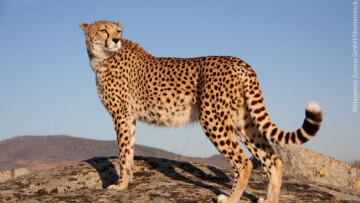 Τα τσιτάχ εκπέμπουν SOS: Πολύ σύντομα θα είναι είδος υπό εξαφάνιση