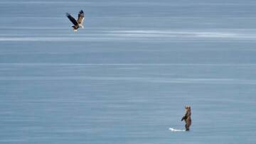 Φωτογραφίες: Επέστρεψε το αρκουδάκι στη λίμνη της Καστοριάς και τα έβαλε με... αετό