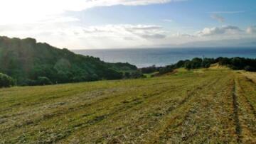 Καταγγελία δασολόγων στον Τσίπρα για «στημένους» διαγωνισμούς και αναθέσεις έργων με έκπτωση... 50 ευρώ!