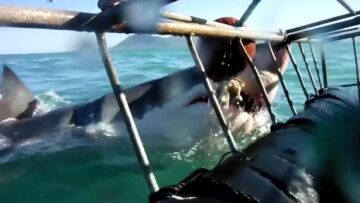 Κόβει την ανάσα: Καρχαρίας επιτίθεται σε κλουβί με τουρίστες στη Νότια Αφρική