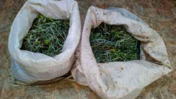  Ελληνοαλβανικά σύνορα: Αλβανοί μαζεύουν τσάι και πανάκριβα βότανα