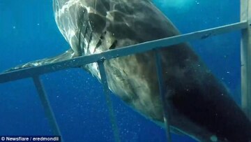 Τρόμος: Καρχαρίας ορμάει σε κλουβί με δύτη και σπάει μια από τις μπάρες του