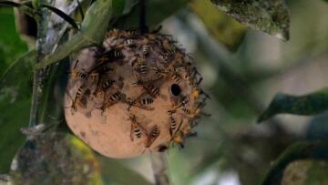 «Ξέφυγε» ο κόσμος: Γυναίκες βάζουν σφηκοφωλιές στα αιδοία τους για... φυσικό λίφτινγκ