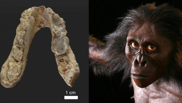 Νέες έρευνες για τον Γκρεκοπίθηκο, τον πρώτο προάνθρωπο, ξεκινούν οι Βούλγαροι