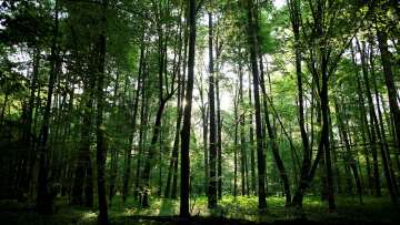 Η κλιματική αλλαγή κάνει τα δέντρα των δασών ολοένα και πιο χαμηλά και πιο νεαρά