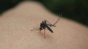 Ιός του Δυτικού Νείλου: Τρόμος από τον πρώτο θάνατο ασθενούς