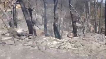 Εικόνα καταστροφής στον Κάλαμο: Μόνο στάχτη και αποκαΐδια εκεί που κάποτε υπήρχε δάσος