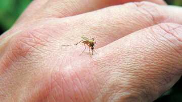 Κρούσμα του ιού του Δυτικού Νείλου και στην Αρκαδία