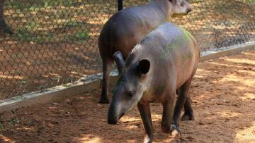Άγριες εικόνες στην Βενεζουέλα: Έκλεψαν ζώα από ζωολογικό κήπο για να τα φάνε!