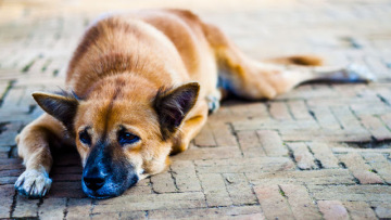Πυροβόλησαν αδέσποτα σκυλιά στην Λαμία