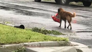 Viral: Ο σκύλος με τη σακούλα στο στόμα - σύμβολο επιβίωσης από τον τυφώνα