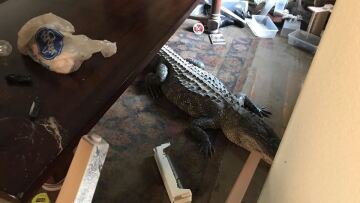 Βίντεο: Ο τυφώνας Χάρβεϊ άφησε έναν... αλιγάτορα στο σπίτι Αμερικανού!