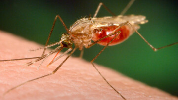 Ιταλία: Τετράχρονο κορίτσι πέθανε από ελονοσία