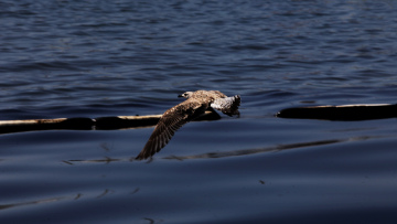 Το WWF υποβάλλει μήνυση για τη ρύπανση στον Σαρωνικό