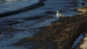 Στη Βουλή φέρνει η ΝΔ την οικολογική καταστροφή στον Σαρωνικό