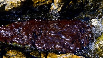 Greenpeace για τον Σαρωνικό: Θαλάσσιοι οργανισμοί και θαλασσοπούλια «καίγονται» από το μαζούτ