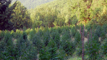 Φθιώτιδα: Εντοπίστηκε χασισοφυτεία με περίπου 2.500 δέντρα 