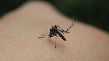 Ιός Δυτικού Νείλου: Ανησυχία ΙΣΑ για την εμφάνιση κρουσμάτων στη χώρα μας