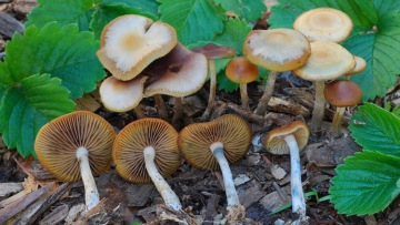 «Μαγικά» μανιτάρια εναντίον κατάθλιψης: Πώς η δραστική τους ουσία βοηθά τον εγκέφαλο