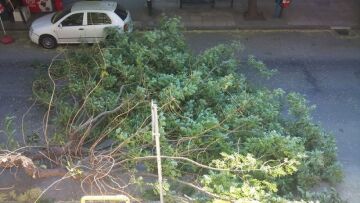 Κακοκαιρία στη βόρεια Ελλάδα: Πτώσεις δέντρων και απεγκλωβισμοί από ΙΧ