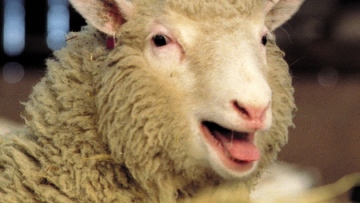 Τελικά η Ντόλι, το πρόβατο, δεν είχε πρόωρη αρθρίτιδα εξαιτίας της κλωνοποίησης 