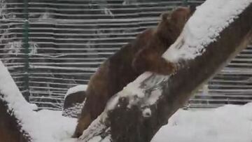 Συγκινητικό βίντεο: Αρκουδίτσα παίζει ελεύθερη στο χιόνι μετά από 20 χρόνια κλεισμένη σε κλουβί