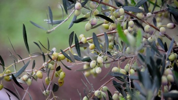 Λάδι, μέλι και κρασί κατακτούν τις διεθνείς αγορές 