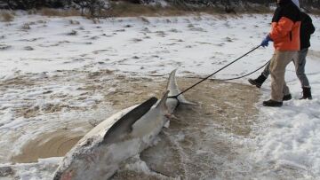 Απίστευτο... Πάγωσαν μέχρι θανάτου και οι καρχαρίες στις Ηνωμένες Πολιτείες!