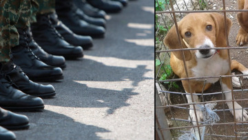 Ένιωσα μεγάλο θυμό, λέει στο protothema ο ιδιοκτήτης του σκυλιού που βασάνισαν οι φαντάροι στην Κόνιτσα