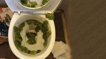 Απίστευτες φωτογραφίες: Πόσα ζώα μπορεί να βρει κάποιος σε μία... λεκάνη τουαλέτας;