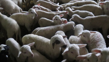 Πέταξαν πρόβατα νεκρά από ευλογιά σε χείμαρρο του Αλμυρού - Δείτε φωτογραφίες