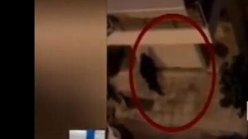 Βίντεο ντοκουμέντο: Η στιγμή της σύλληψης των δύο Αλβανών δραπετών στη Νέα Φιλαδέλφεια