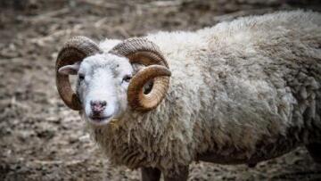 Κριάρι... έκοβε βόλτες στους δρόμους της Πάτρας