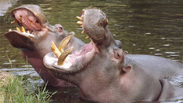 Η Ζάμπια επιτρέπει στους «κυνηγούς τροπαίων» να σκοτώσουν πάνω από 1.000 ιπποποτάμους