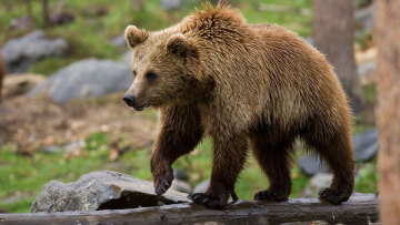 Ιταλία: Μετά τον θάνατο του άνδρα που έκανε τζόκινγκ, «μετακομίζουν» οι αρκούδες του Τρεντίνο