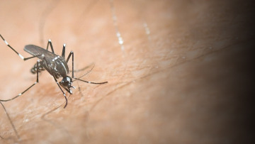 Πακιστάν: «Σαρώνει» ο δάγκειος πυρετός - 66 άνθρωποι έχουν πεθάνει φέτος