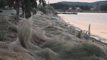 Απίστευτες φωτογραφίες: Τεράστιο «πέπλο» από ιστούς αράχνης «κατάπιε» 300 μέτρα βλάστησης στο Αιτωλικό